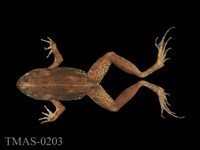 藏品(澤蛙)的圖片